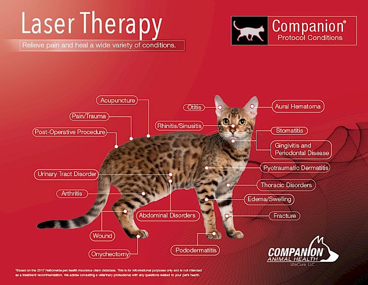 cat-laser.736x0-is.jpg