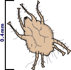 Drawing of Ear Mite