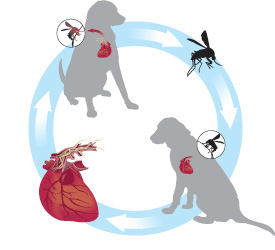 diagram of the Heartworm lifecycle